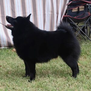 Schipperke 6