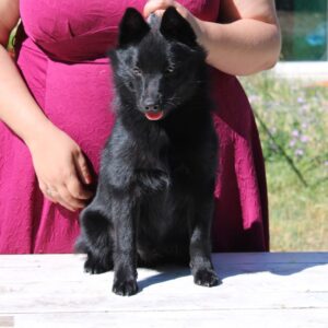 Schipperke cucciolo anakin