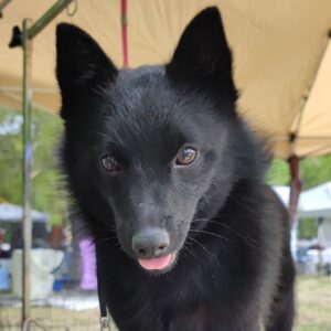 Schipperke occhi