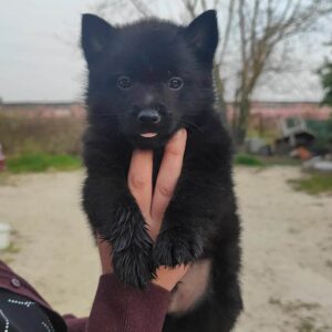 cucciola schipperke 2