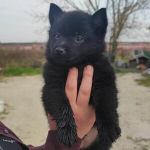 cucciola schipperke 3