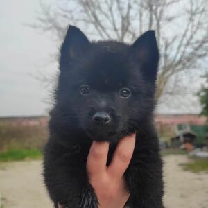 cucciola schipperke