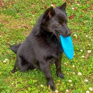 schipperke a