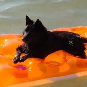 schipperke al mare