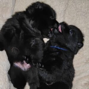 schipperke babies