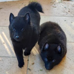 schipperke cuccioli 2