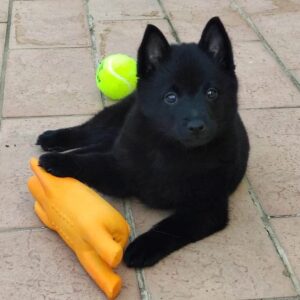 schipperke cucciolo 3 bis