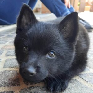 schipperke cucciolo 4