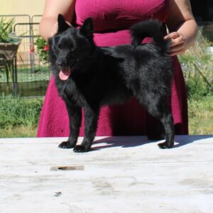 schipperke cucciolo anakin 2