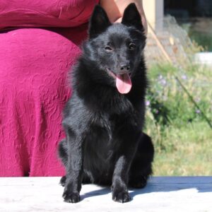 schipperke cucciolo anakin 3