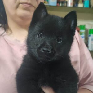 schipperke e