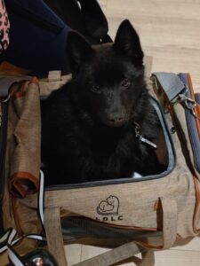 schipperke finlandese 2