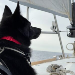 schipperke in barca 2