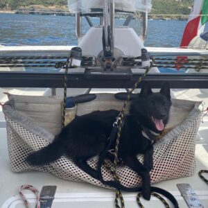 schipperke in barca